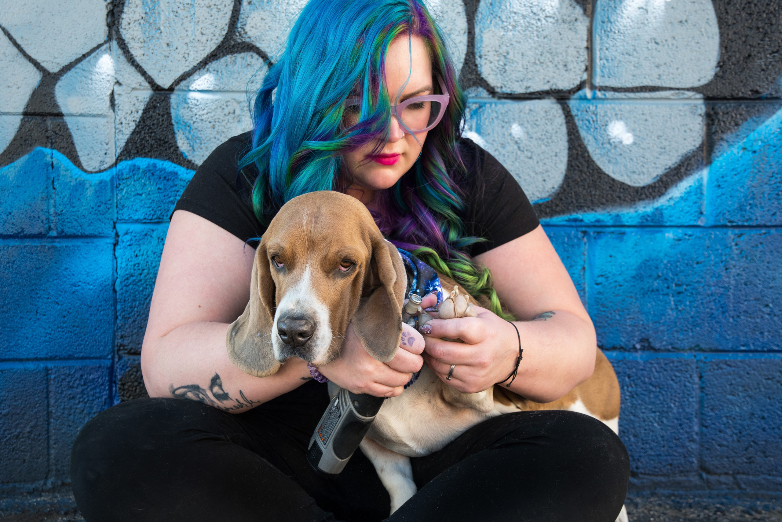 A woman holds a basset hound dog's paw as she give him a pet nail trim service.