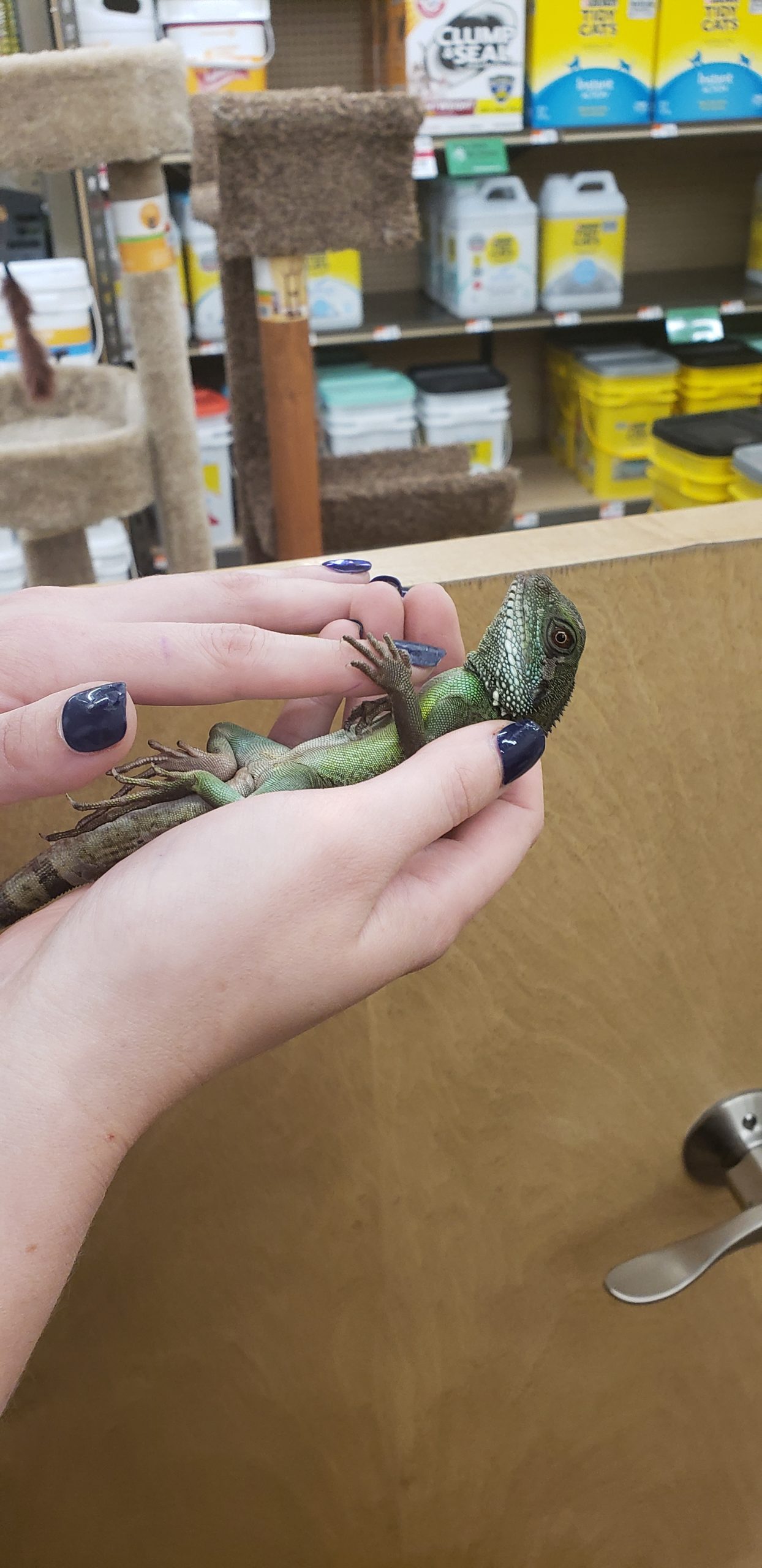 A lizard getting his nails professionally clipped.