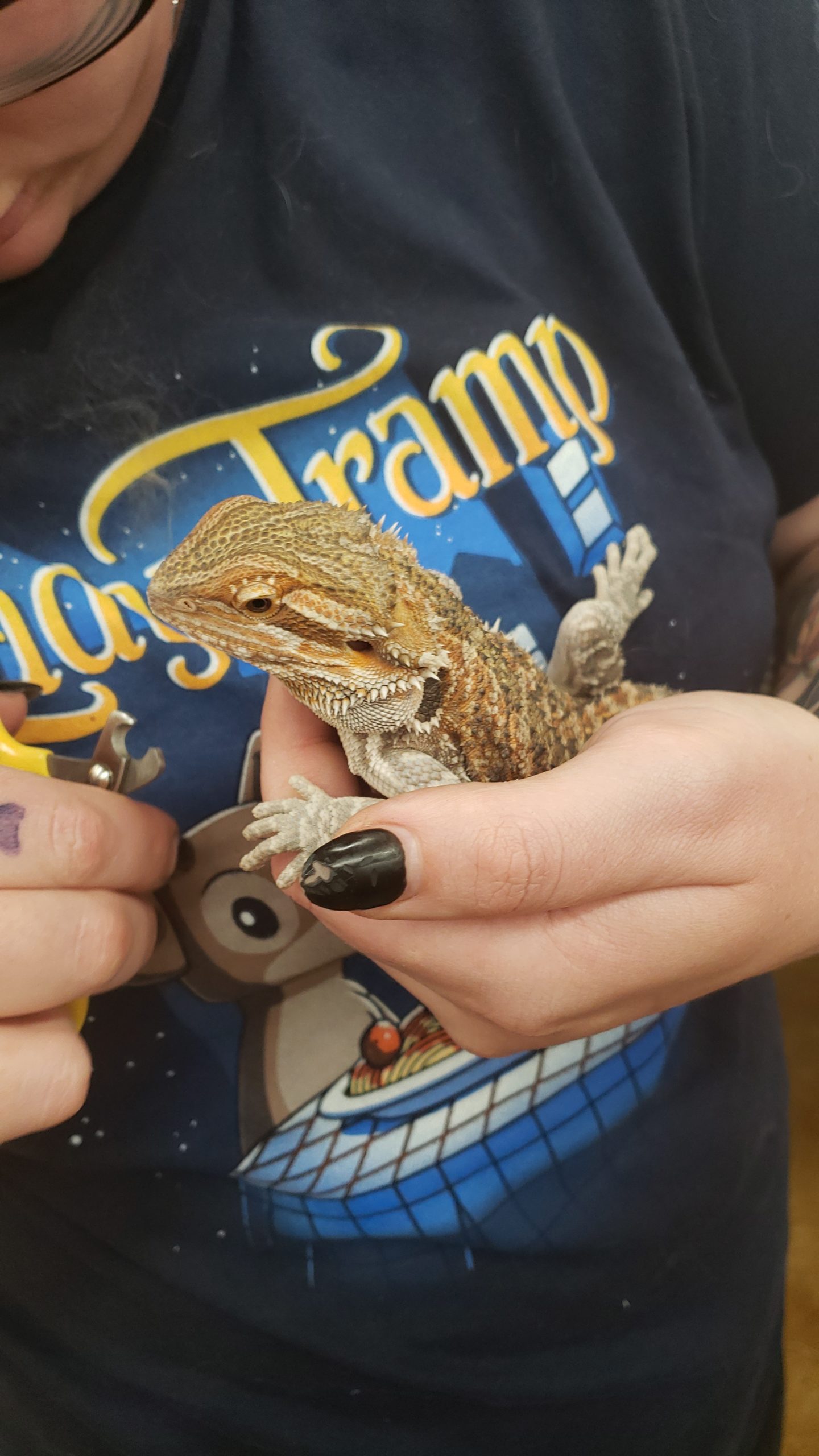 A bearded dragon gets his nails clipped.
