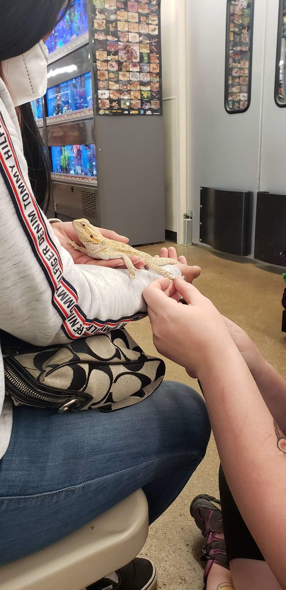 A reptile getting his nails professionally trimmed.