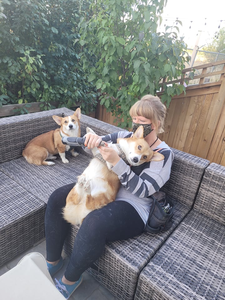 A dog nail cutting appointment in a backyard. A woman holds a corgi's paw and trims his nails.