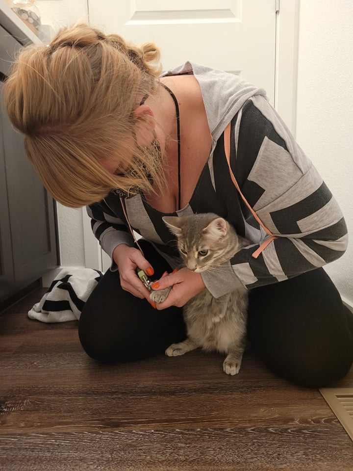 A woman does a nail trim for cats with a small gray cat.