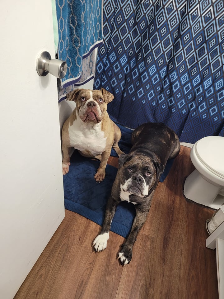 Two bully-type dogs sit on the floor of a bathroom looking up at the camera.