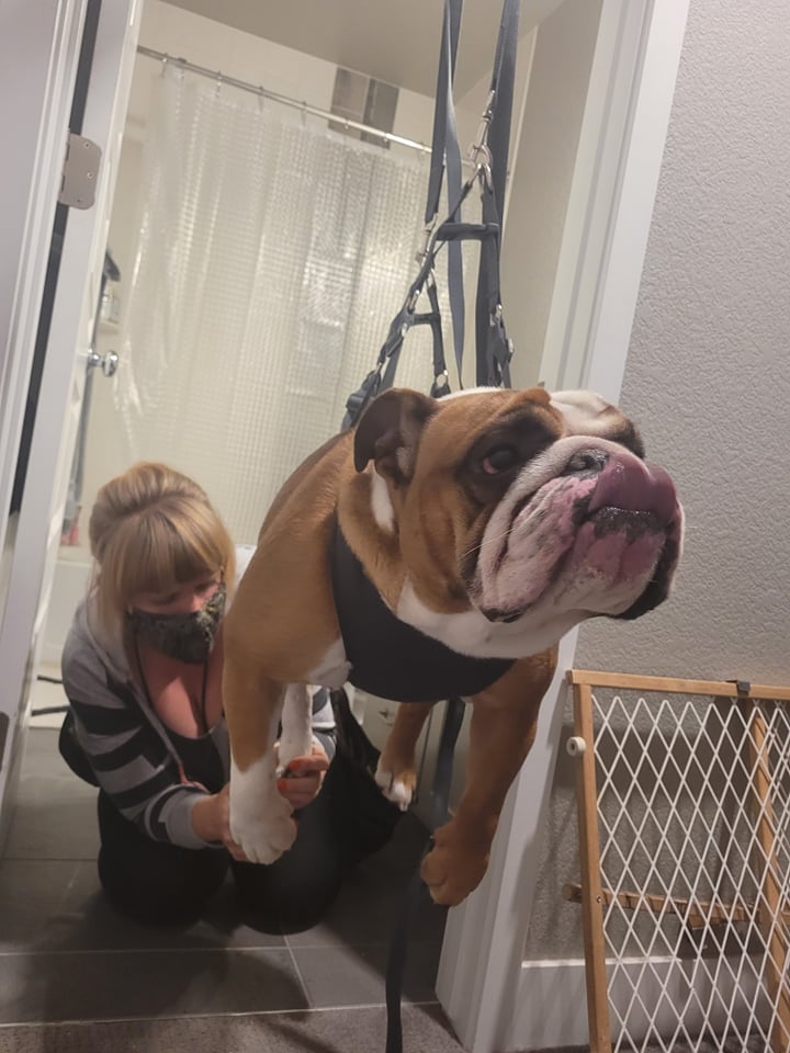 An english bulldog is suspended in a harness during a dog nail cutting appointment.