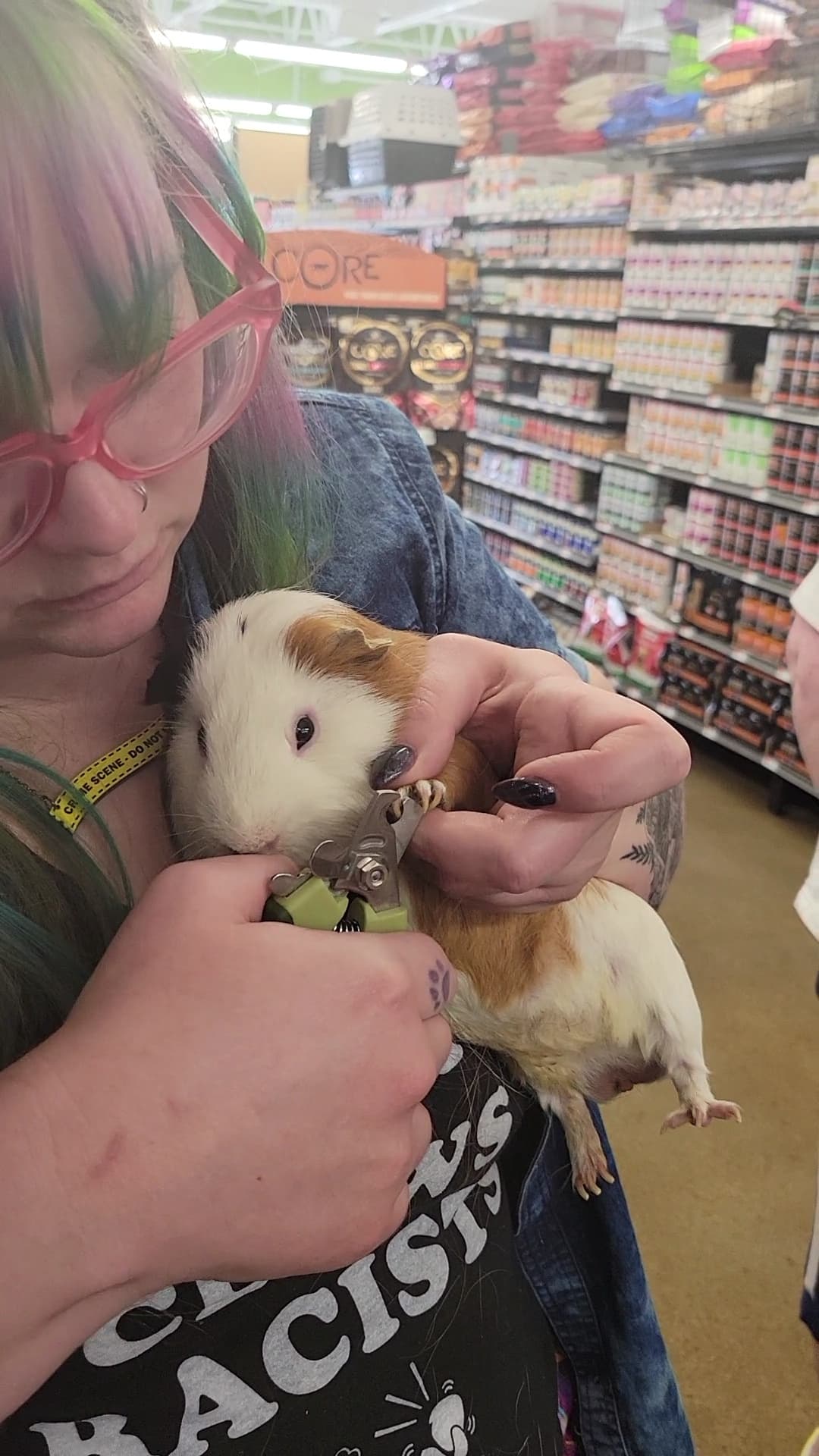 A guinea pig sits getting his nails clipped.