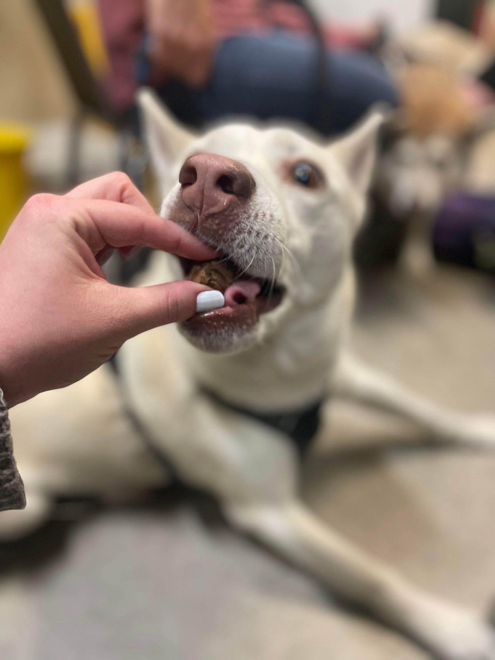 A white German Shepard type dog takes a treat from someone's hand.