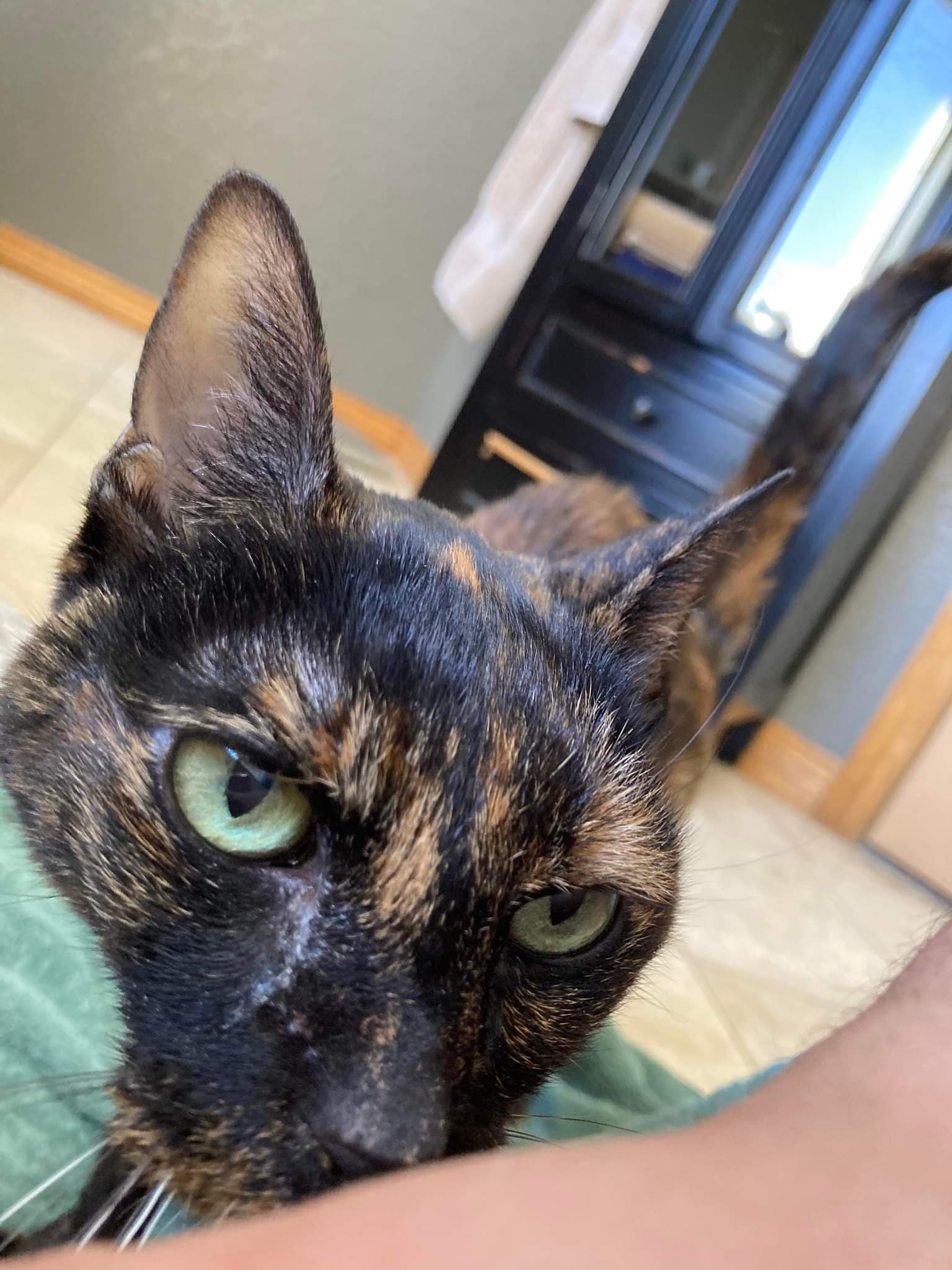 A tortie cat's face with big green eyes..