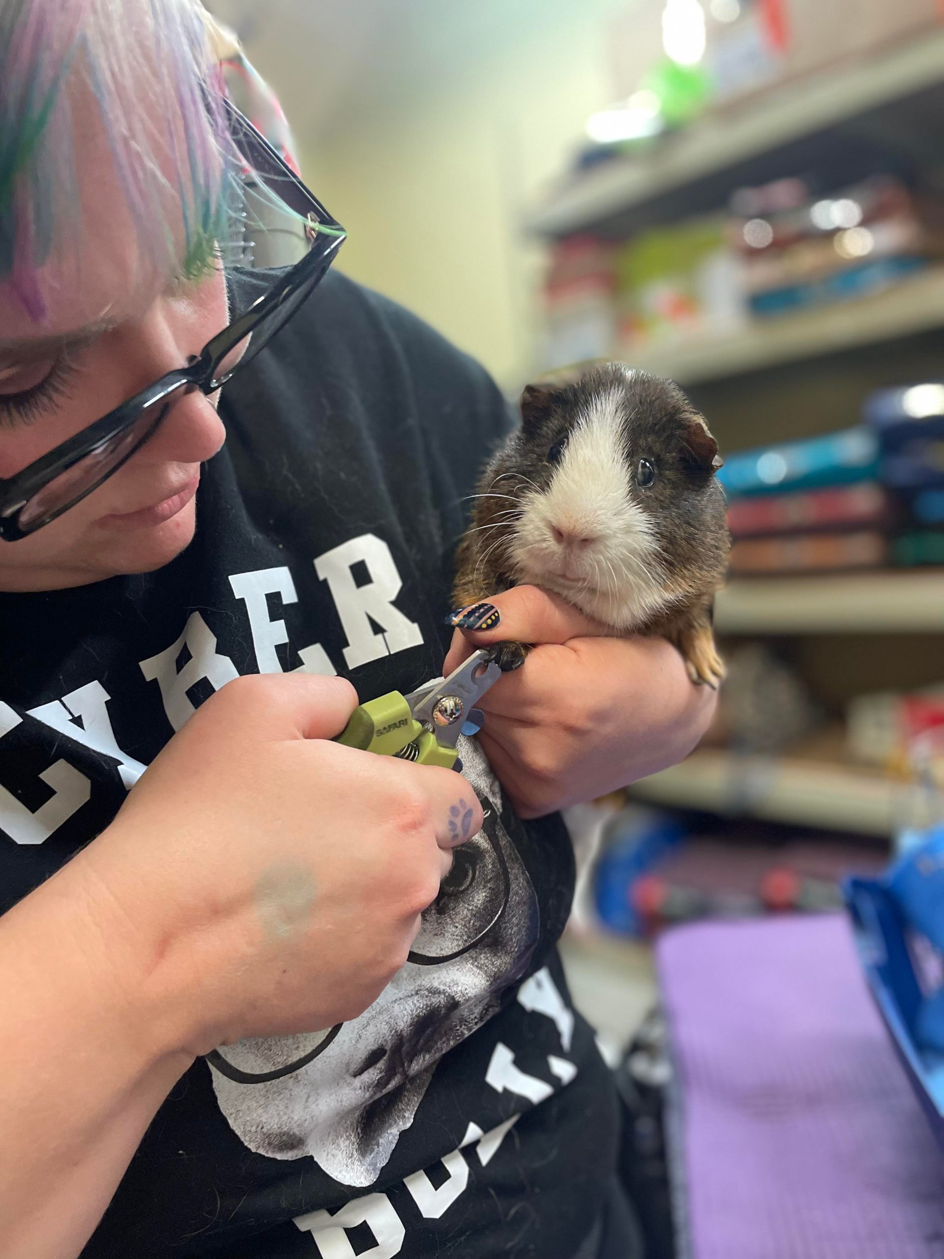 A woman trims a guinea pig's nails during a pet nail trimming services clinic. 