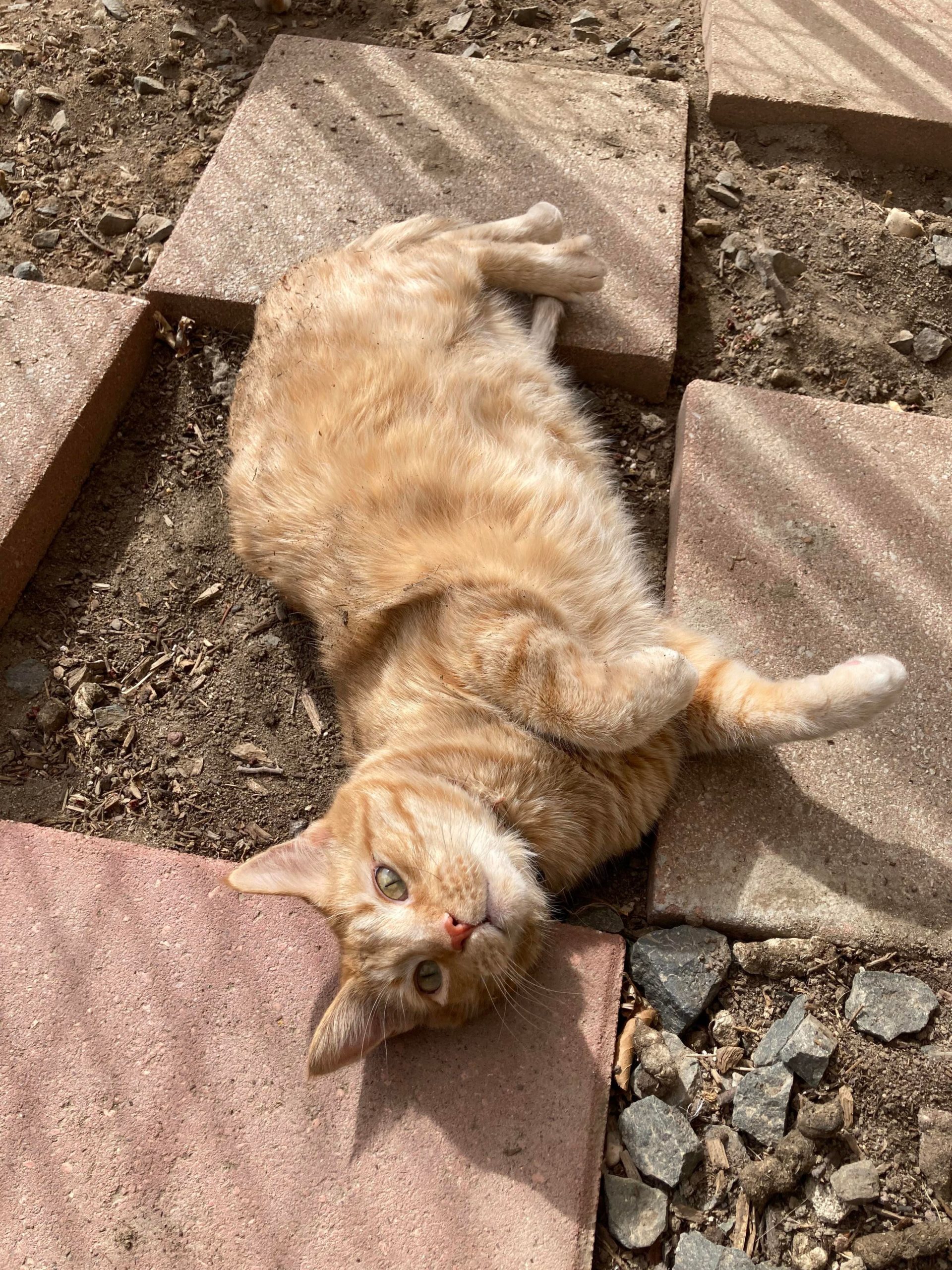 A orange tabby cat lays outside near some red paving stones.