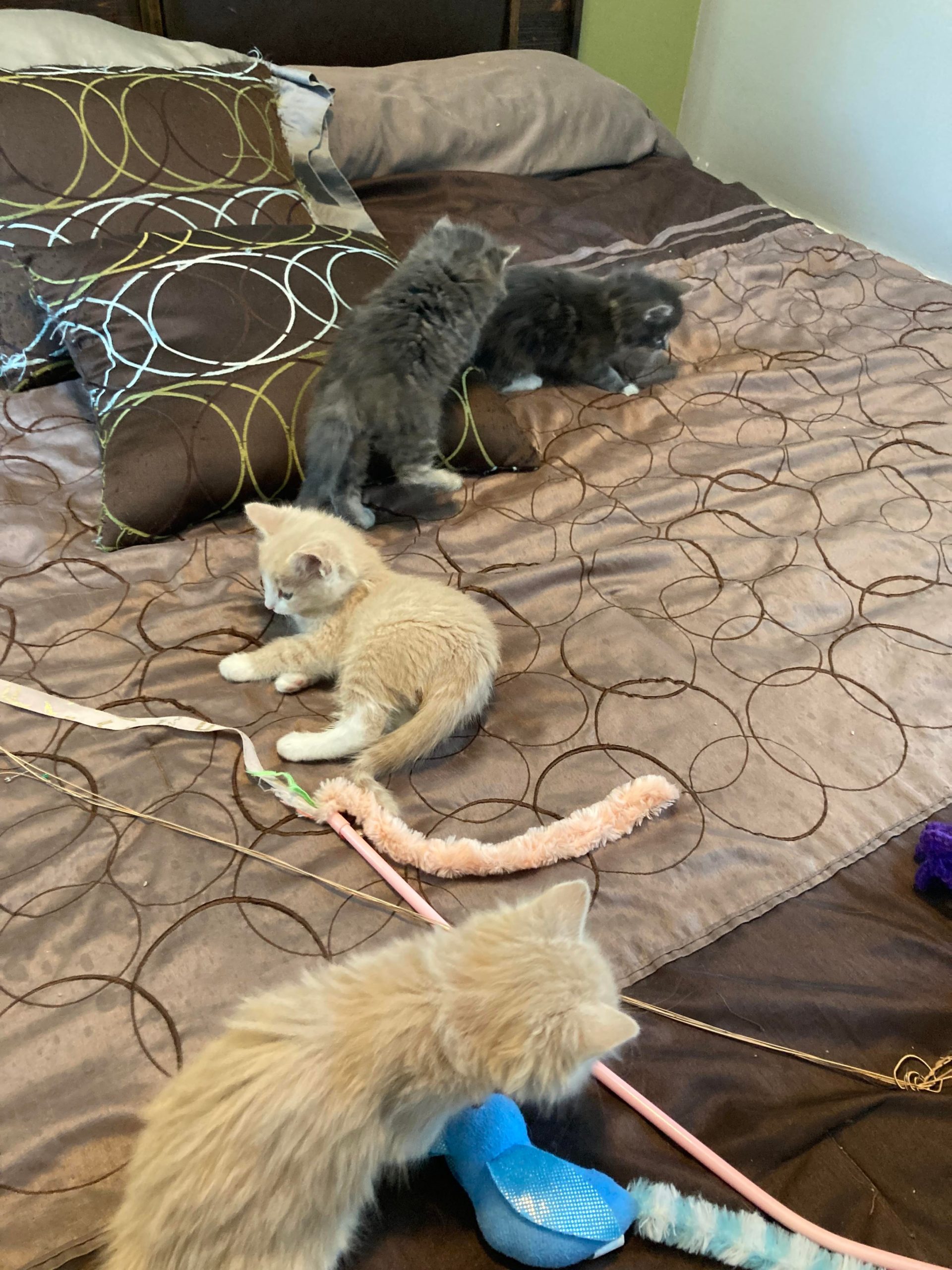Four kittens play with toys on the floor of a home.