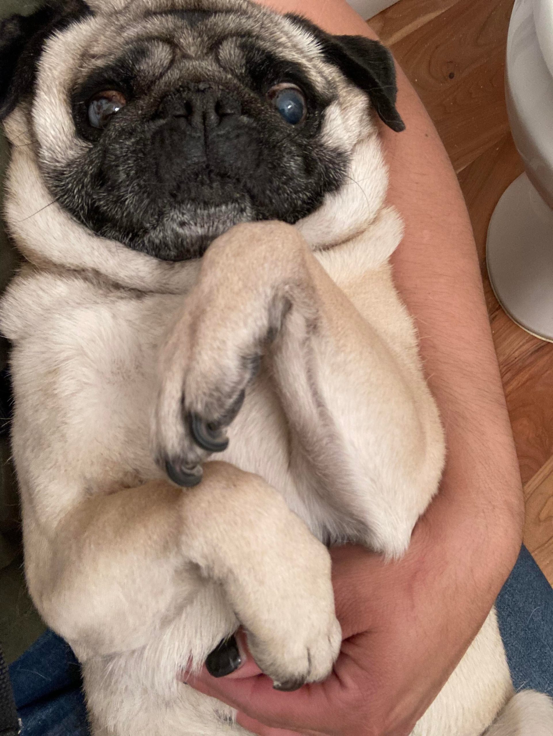 A pug lays on his back and presents his nails to get his dog nails trimmed.
