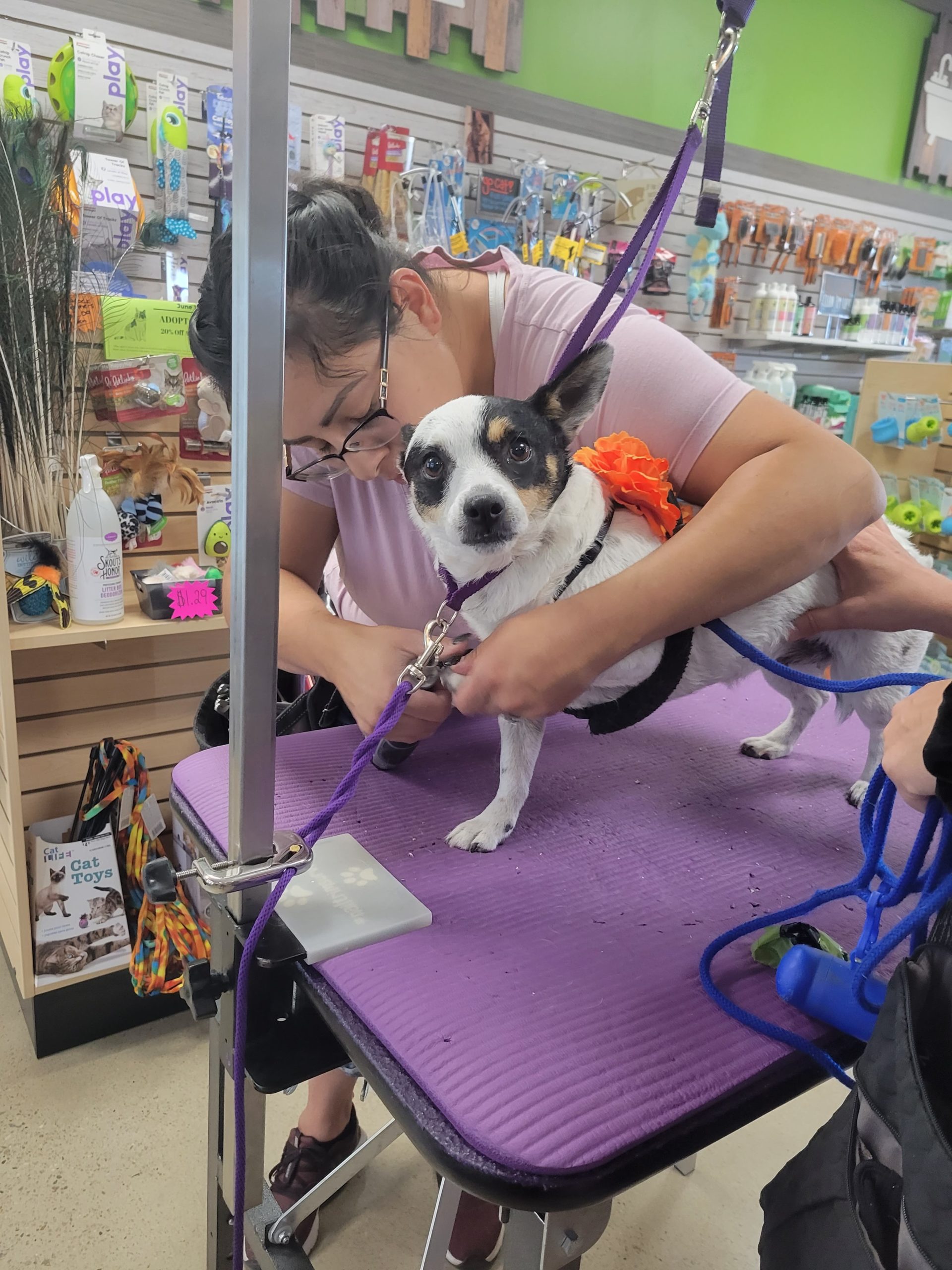 A dog sits on a purple table as a woman holds his paw and he gets his nails trimmed.