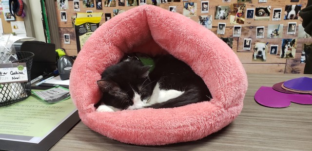 Cat nail trimming in wheat ridge, CO. Pictured is a black and white cat sleeping in a pink bed.