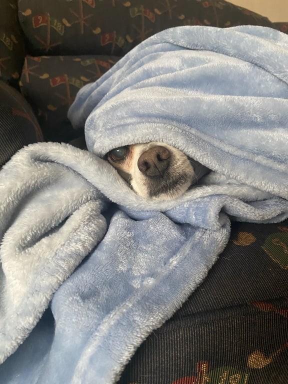 A dog's nose sticks out from where he is wrapped in a blanket avoiding getting his nails cut.